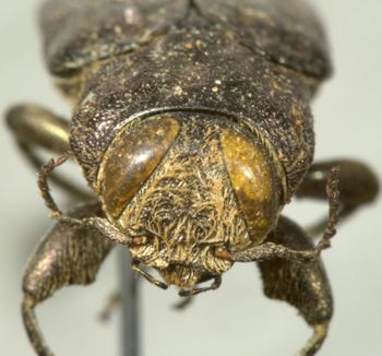Media type: image;   Entomology 3763 Aspect: head frontal view